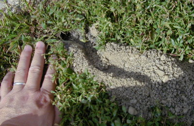 cicada killer hole wasp nest stinging burrow zachary nesting dug soil huang fig